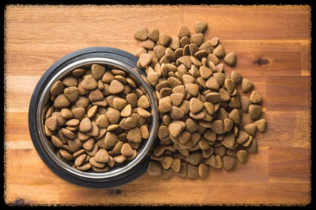 강아지 사료 급여량 계산 가이드