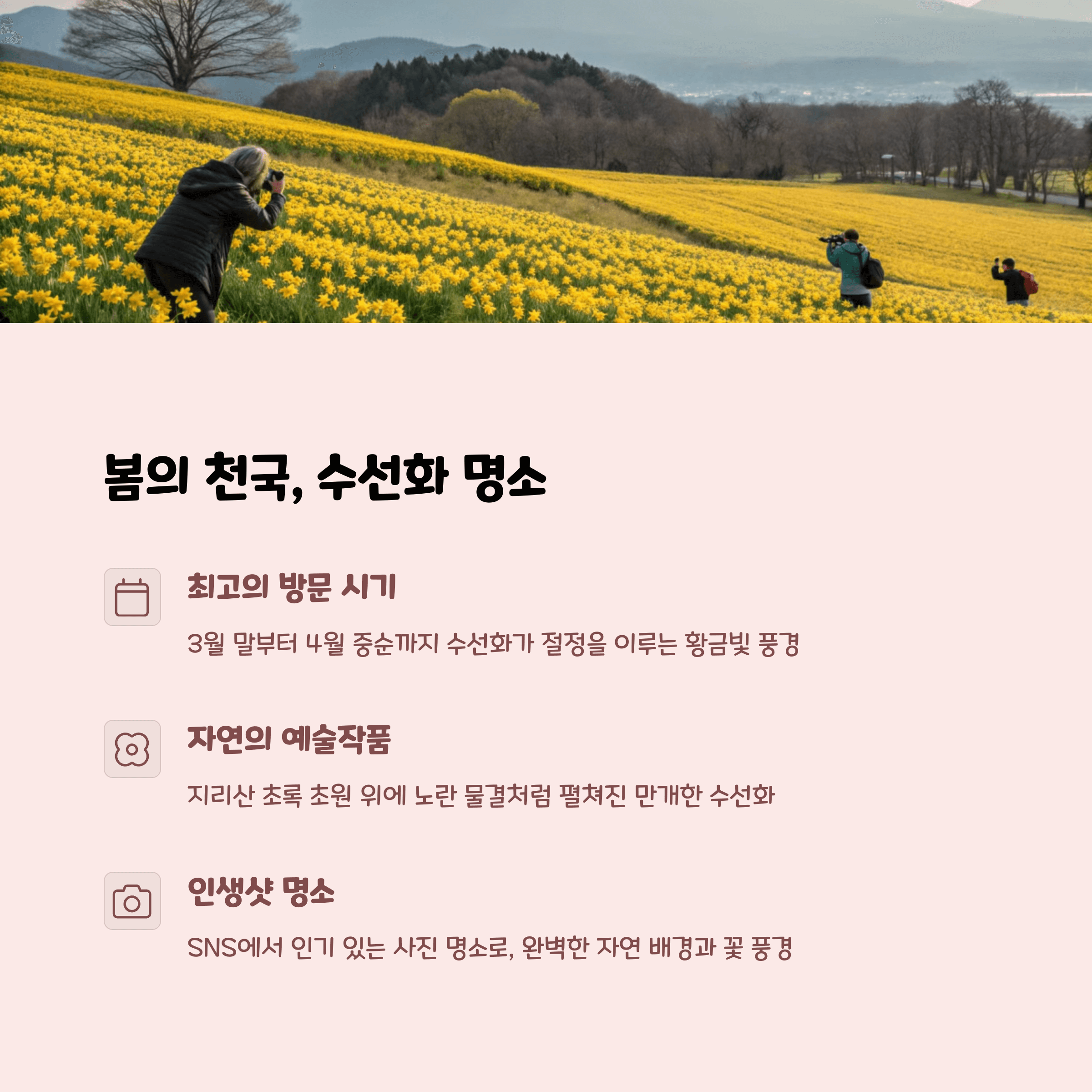 전남 구례 치즈랜드: 수선화, 치즈, 산책의 감성 폭발 명소