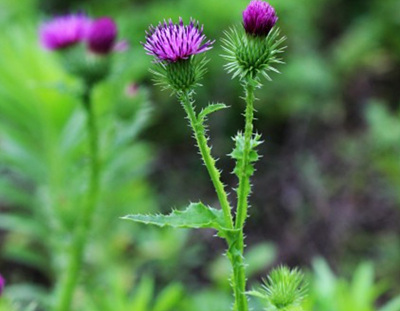 지느러미엉겅퀴 사진