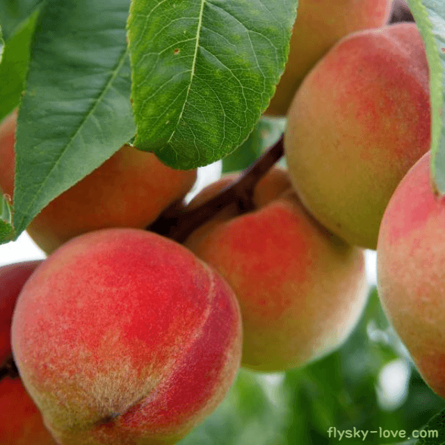 달콤한 맛과 과즙이 풍부한 복숭아