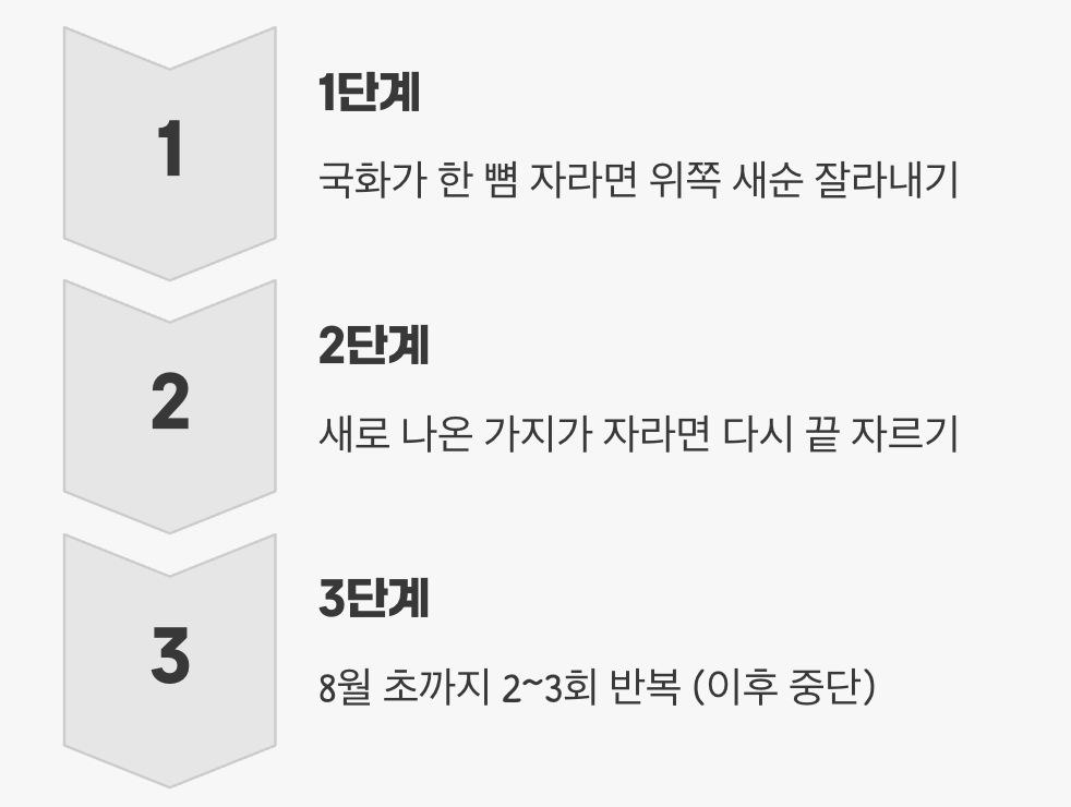 풍성한 가을을 결정짓는 여름의 약속&amp;#44; 순지르기