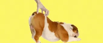 강아지 엉덩이 들이미는 이유 애정표현인지_9