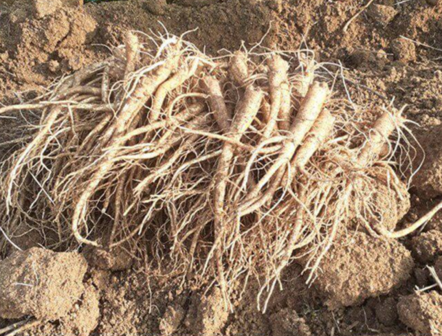 도라지(도라지차, 도라지청) 효능 9가지 및 부작용과 주의사항