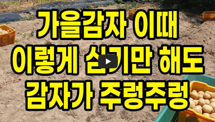 가을감자 심는시기 영상보기