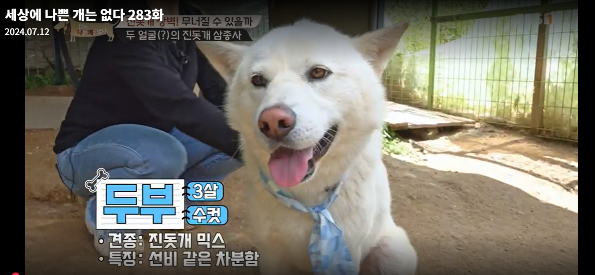 설채현-세상에나쁜개는없다-세나개-283화-진돗개장벽-재방송