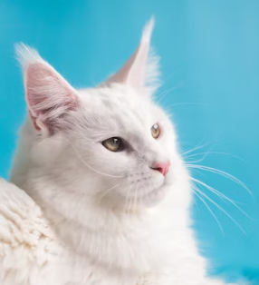 수의사 취업에 대하여 알아보기