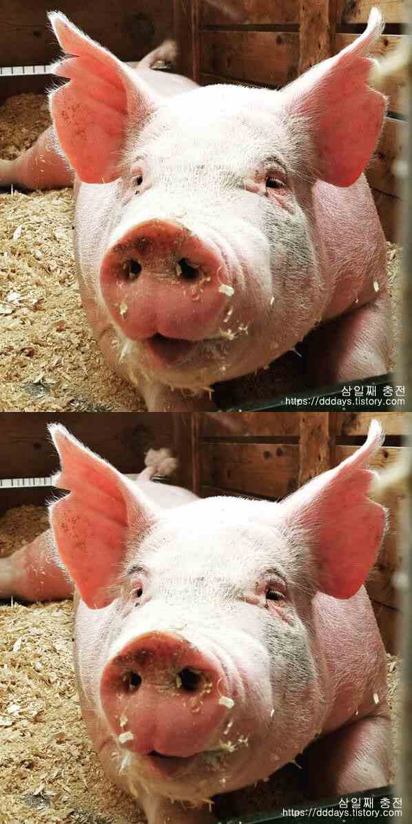 우리-안-톱밥-위에-누워있는-돼지