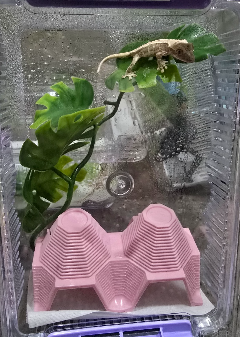 나뭇잎 높이 올라온 도마뱀