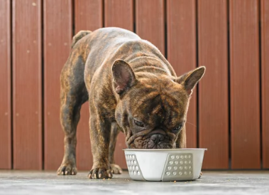 물마시는 강아지/출처:어도비스톡
