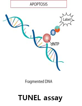 TUNEL assay 원리