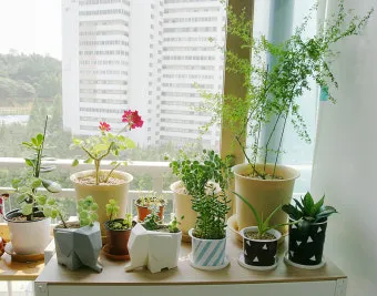 북유럽풍 인테리어 식물배치 톤맞추기 화분색감 관리 감성업_6