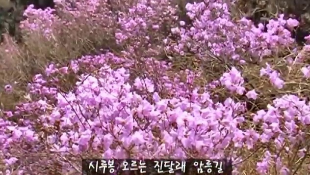 시루봉 오름길에 피어난 분홍빛 진달래