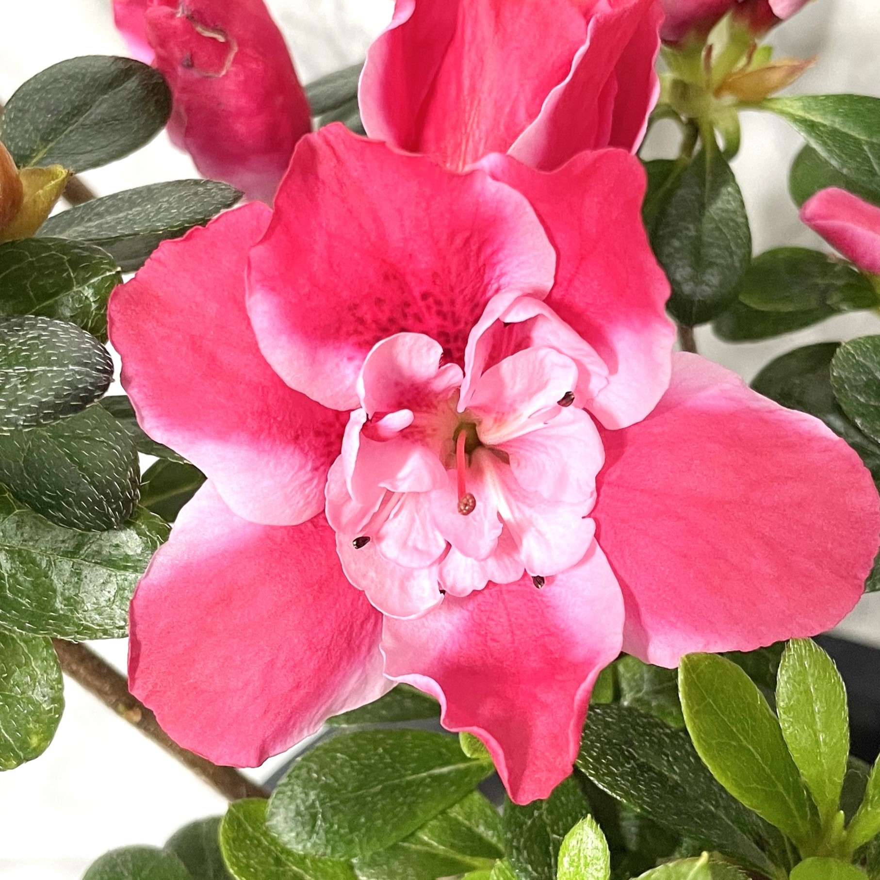 철쭉 아잘레아 삽목 방법, 심는 방법, 가지치기