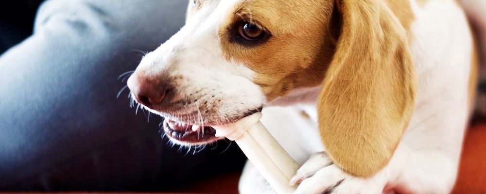 개싸움 말리는 방법 4