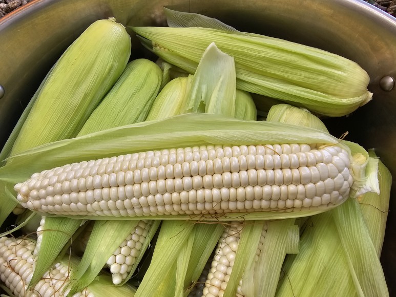 홍천 찰옥수수 축제