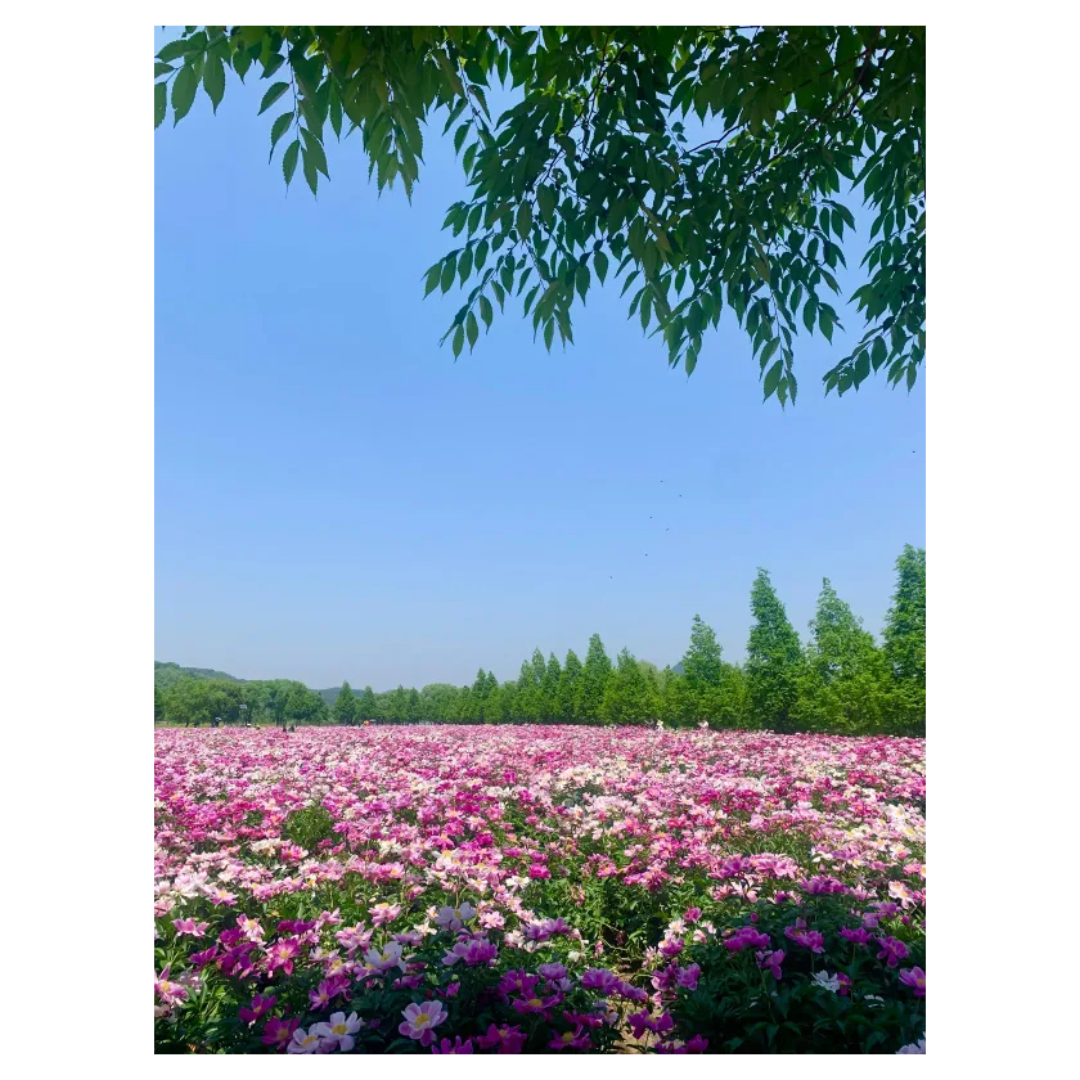 맥문동과 관련된 사진입니다.