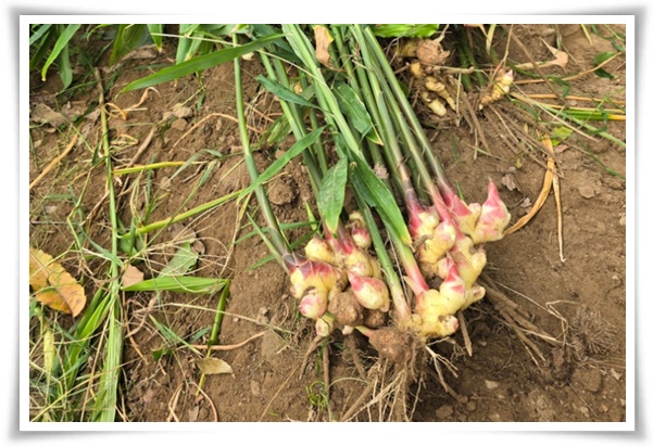 "생강 심기" 텃밭의 보물, 4월 ~ 5월 초 생강 심기로 건강과 맛을 동시에!