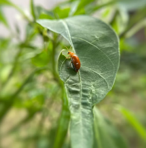러브 버그 퇴치 방법 총정리 2025