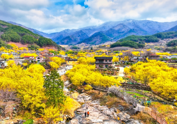 산수유꽃축제1
