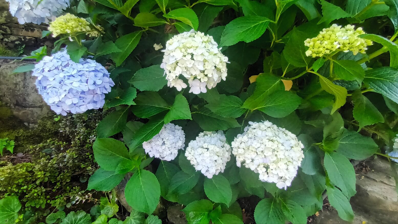 진주 월아산 수국정원축제