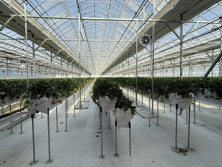 페이머스파머스 딸기농장