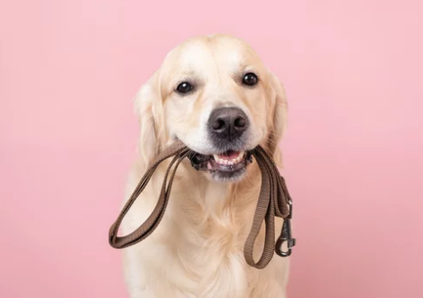 골든리트리버/출처:어도비스톡