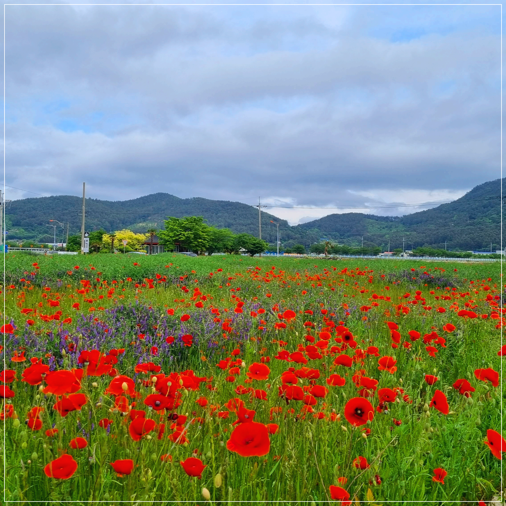 개양귀비 꽃양귀비