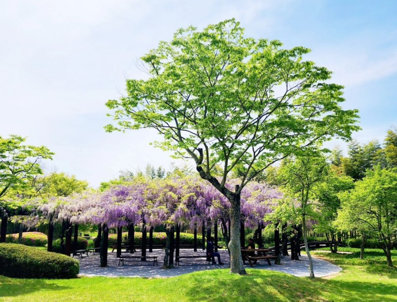 담양 한국대나무박물관