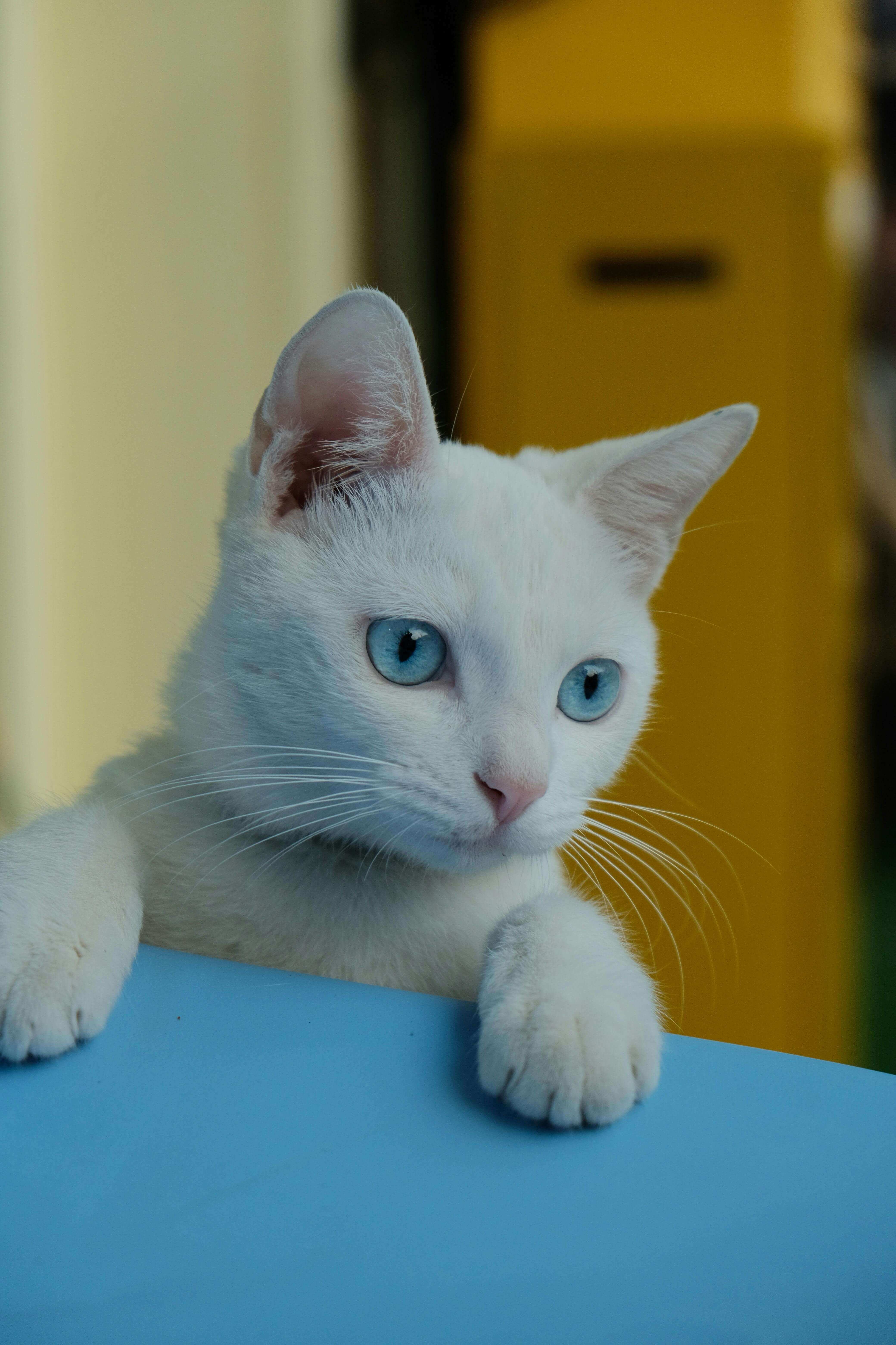 AI가 바꾸는 반려동물 보험 심사 │ 보호자가 꼭 알아야 할 변화 4가지
