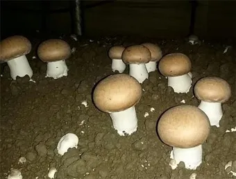 양송이버섯 재배 배지 준비 온도 습도 수확 정리_3