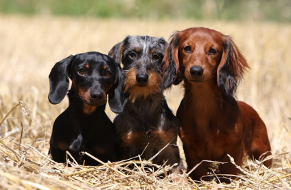 서로 다른 털의 닥스훈트 3마리.