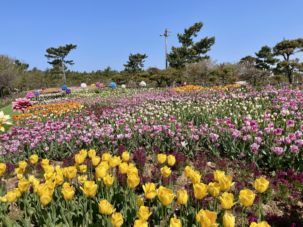 2025 태안 봄꽃 정원 기본정보