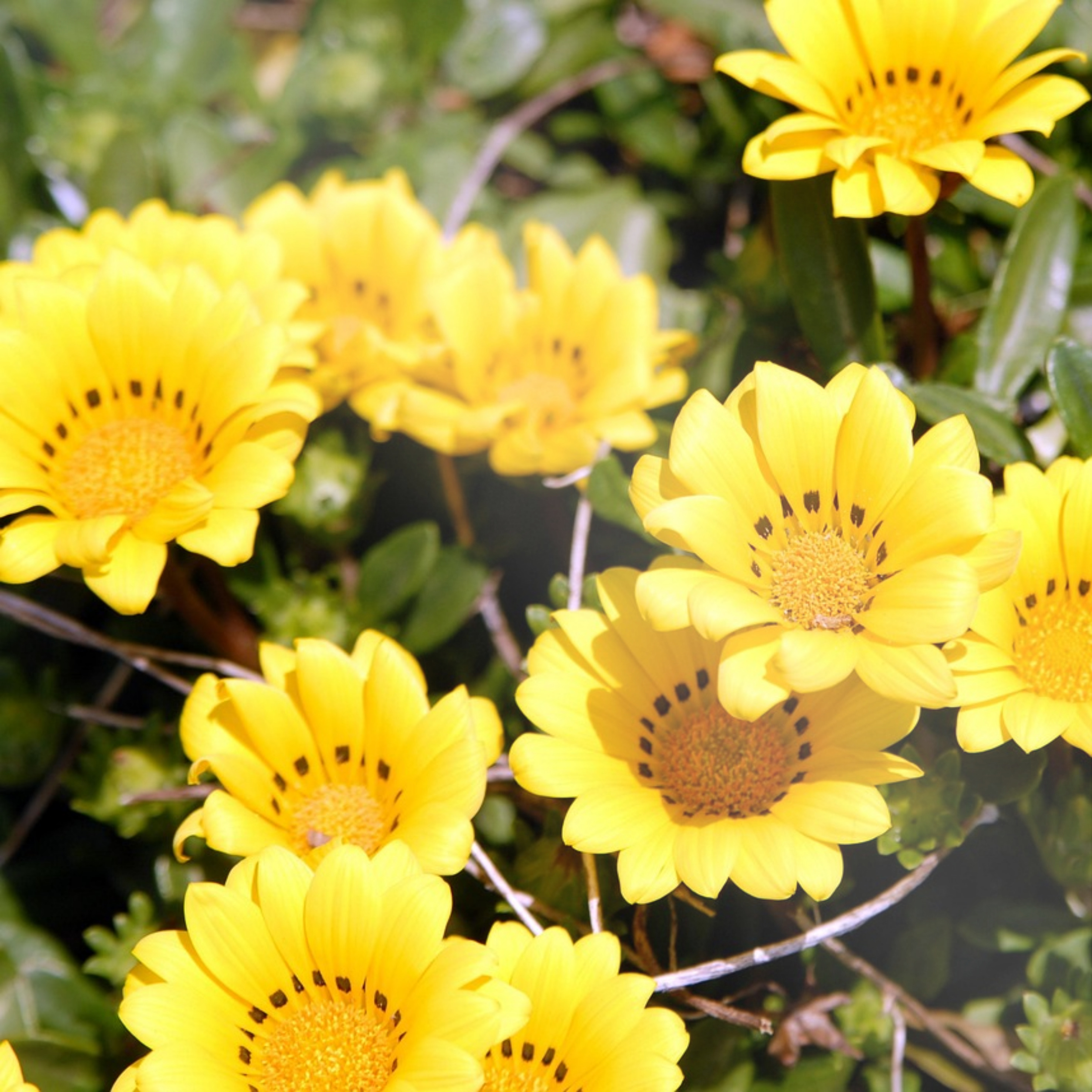 보름왓 토종 수국 꽃축제
