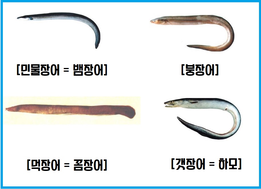 장어 종류 차이점