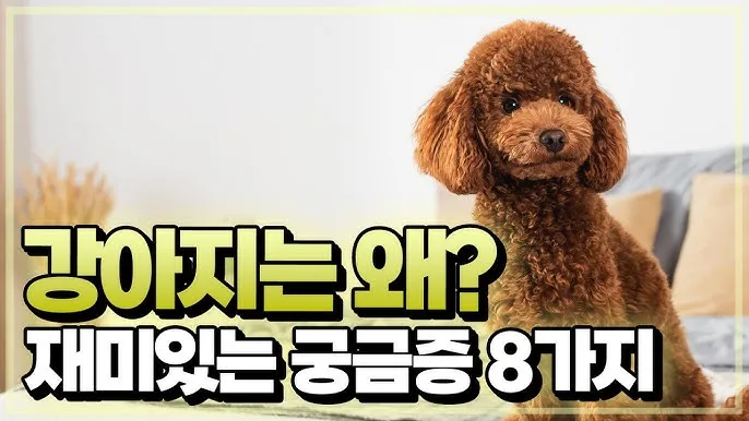 강아지 고개 갸우뚱 이유 의미 뜻_6