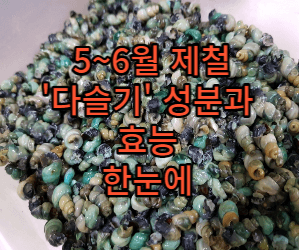 다슬기