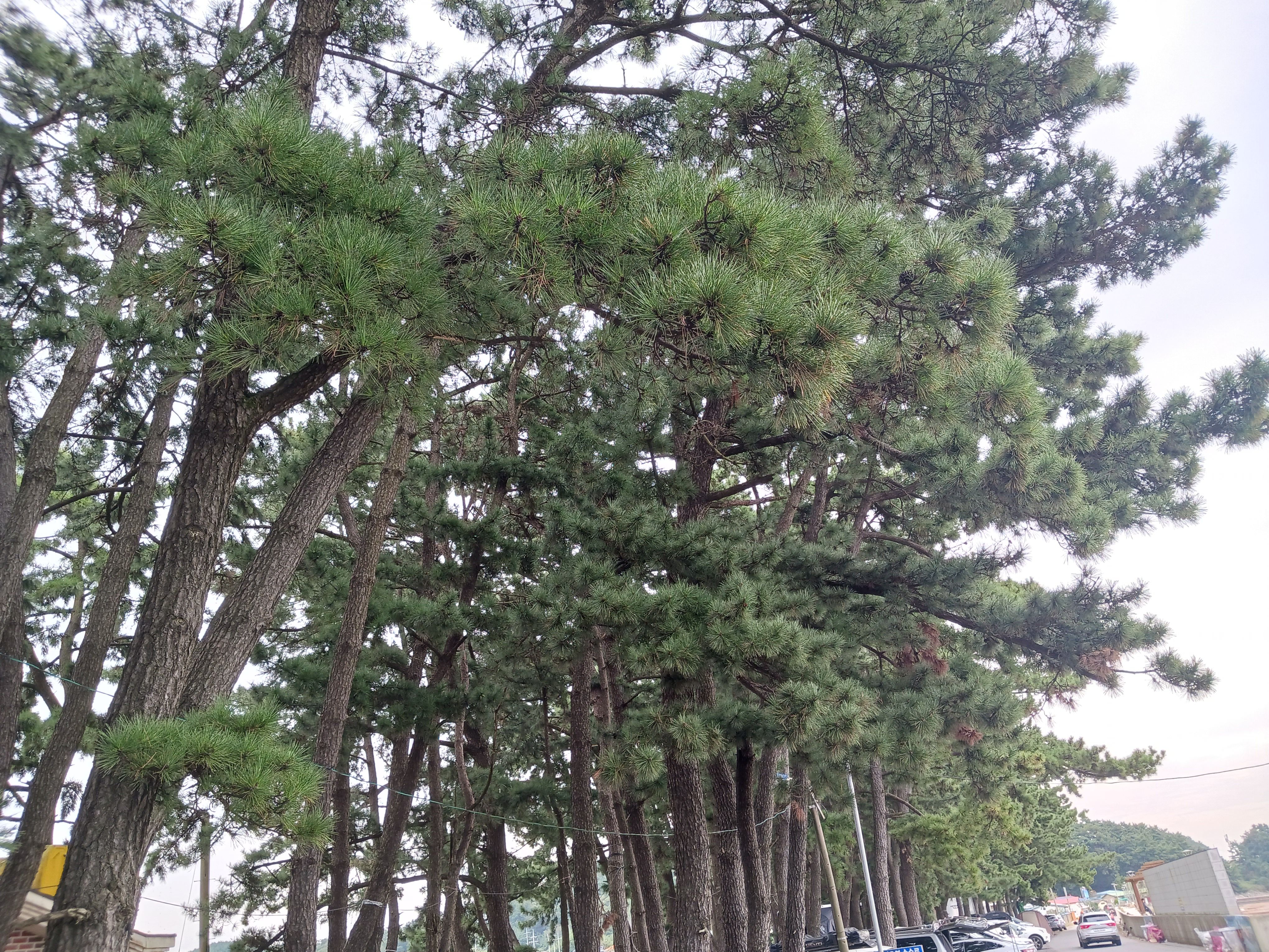 서천갯벌