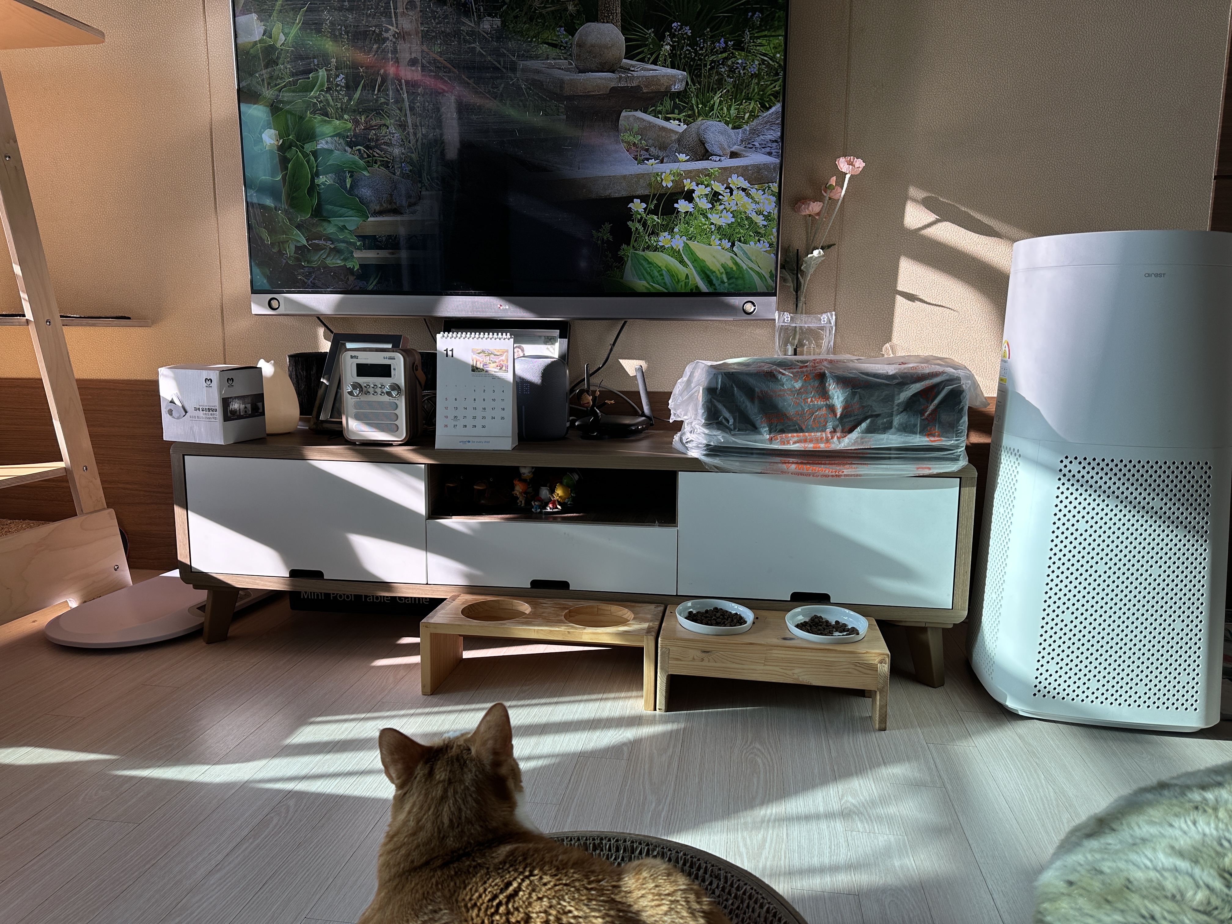 TV시청하는_치즈냥이_호야