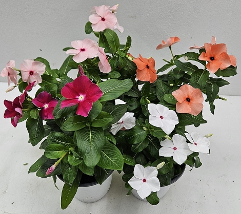 가을에 피는 꽃 종류 일일초