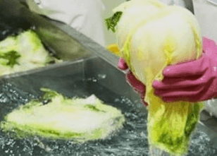 김장 배추 고르는 방법