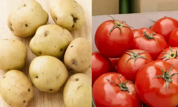 고양이-주면-안되는음식-토마토감자