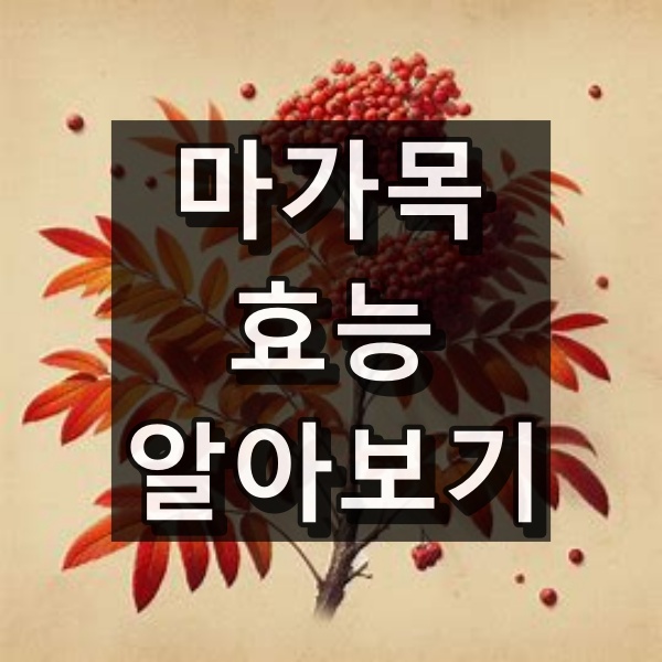마가목 효능 대표 이미지