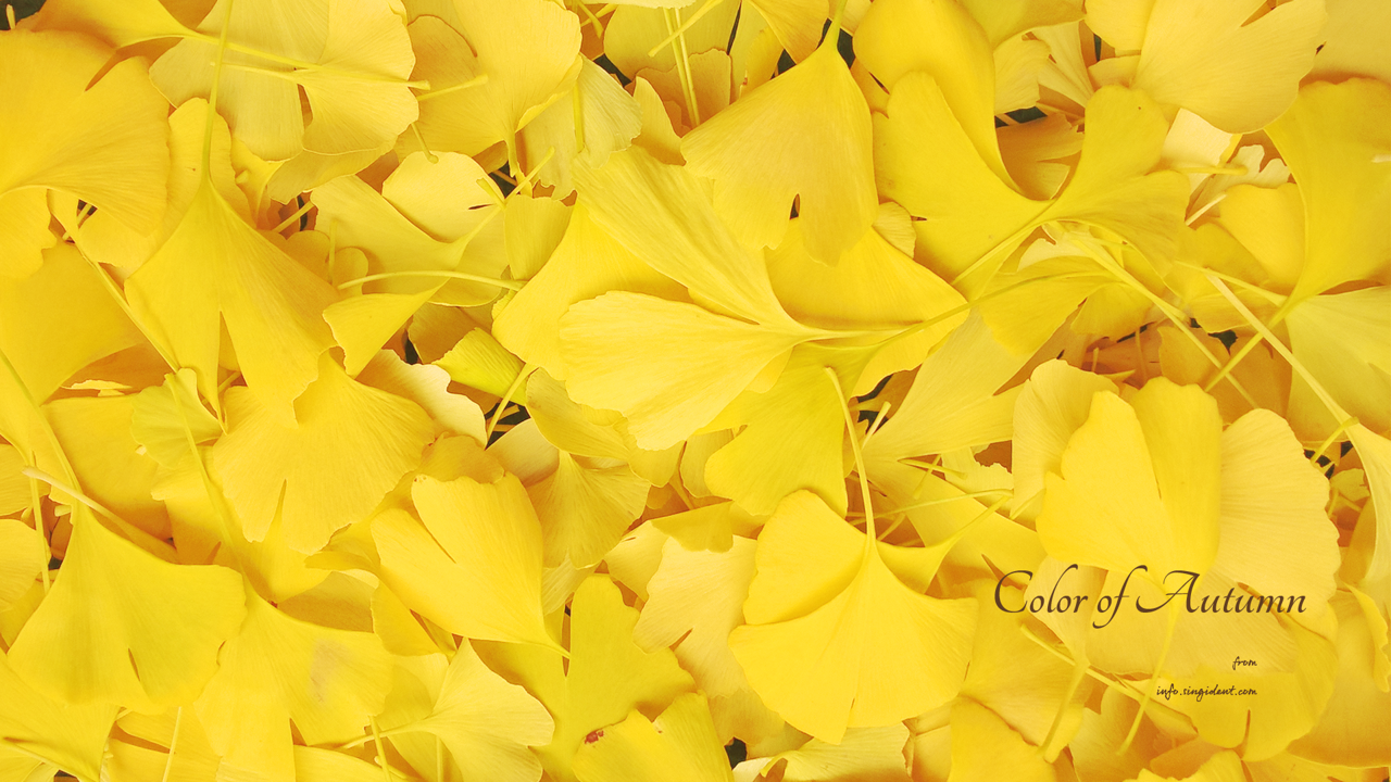 04 은행잎 C - Color of Autumn 가을배경화면