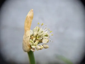 튜베로즈 씨앗 꽃 피우기 계절별 관리법 병충해 예방_21