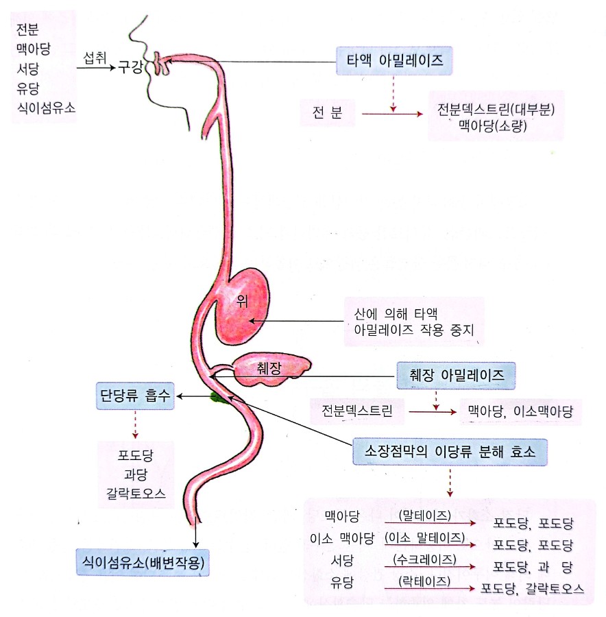 탄수화물의 소화과정