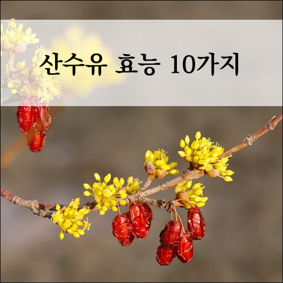 산수유 열매와 꽃