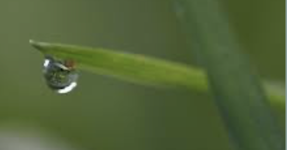 한로(寒露)의 의미와 유래24절기