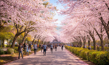 2026 벚꽃 개화시기 서울