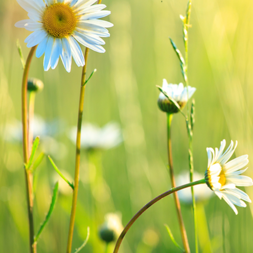 계절의 변화를 세분화한 24 절기 중 '춘분' 이해하기