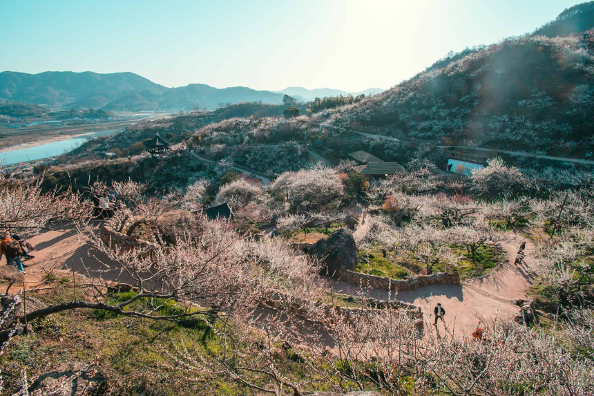 3월에 가볼 만한 국내 여행지 BEST 7 (봄꽃 명소 포함)